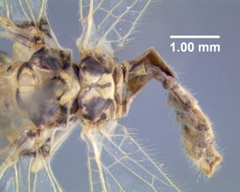Media type: image; Entomology 26214   Aspect: abdomen dorsal view